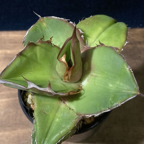 Agave titanota　Seedling Select