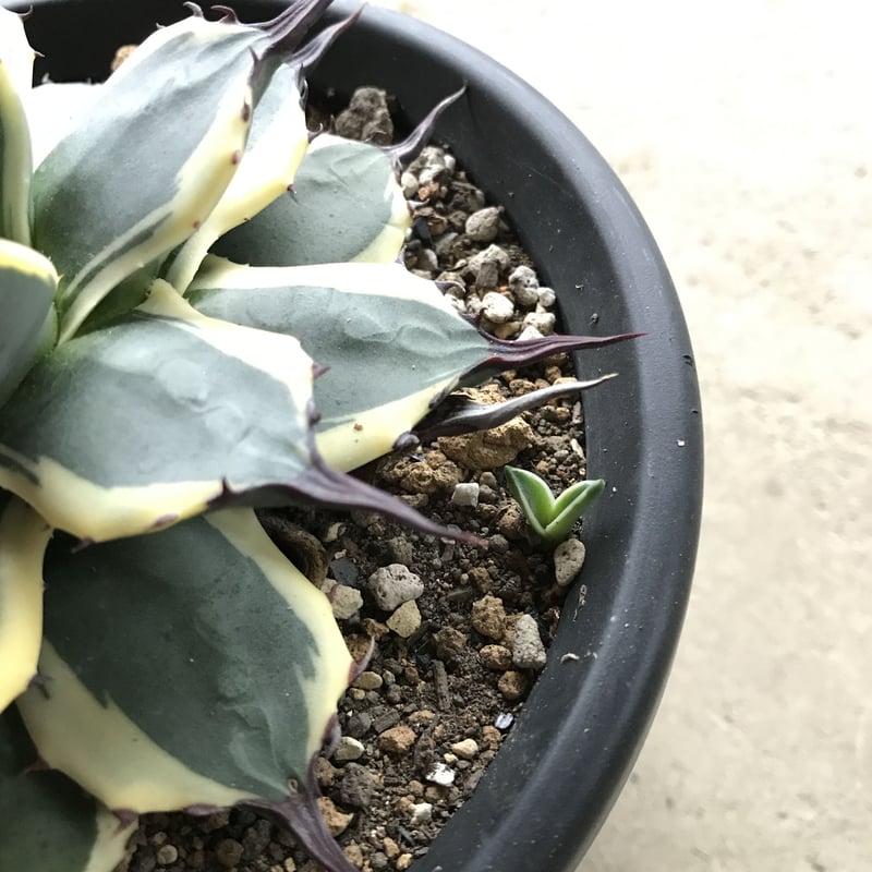 アガベ ❛クリームスパイク❜ 子株付 Agave applanata 'Cream Spi