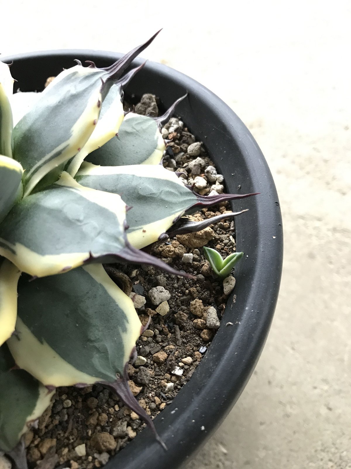 アガベ ❛クリームスパイク❜ 子株付 Agave applanata 