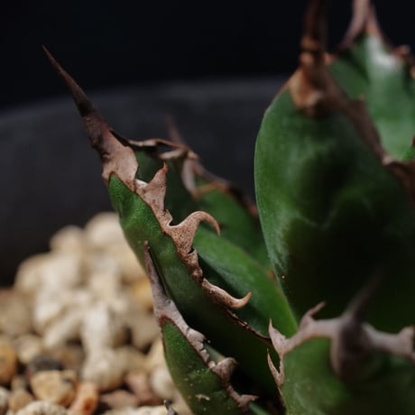アガベ ギルベイ 極美株　Agave horrida ssp. gilbeyi