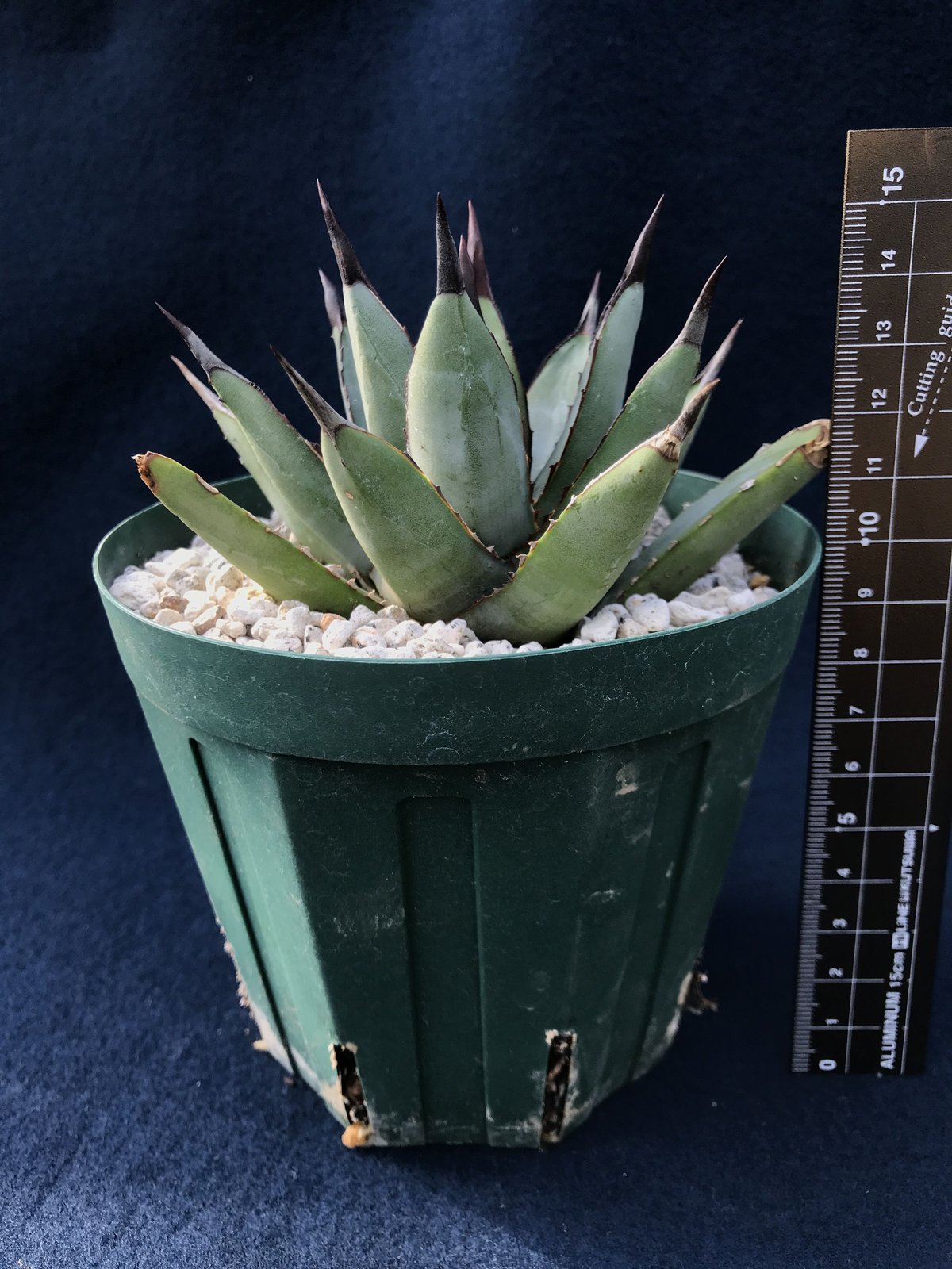 アガベ リトルシャーク Agave macroacantha 'Little Shar
