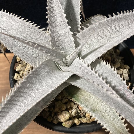 ディッキア マルニエラポストレイ　Dyckia ｍarnier-lapostollei