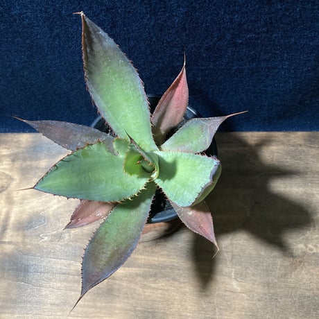 アガベ ボビコルヌタ　Agave bovicornuta