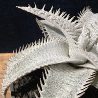 Dyckia ｍarnier-lapostollei v.estevesii WBC2006 Bill Baker　ディッキア  マルニエラポストレイ エステベシー  WBC2006  ビルベイカー
