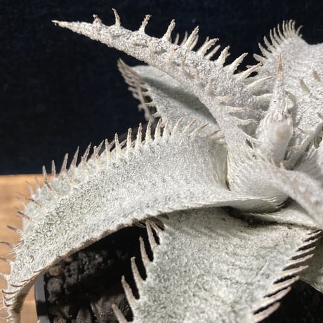 Dyckia ｍarnier-lapostollei v.estevesii WBC2006 Bill Baker　ディッキア  マルニエラポストレイ エステベシー  WBC2006  ビルベイカー