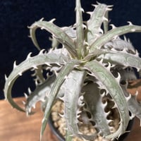 ディッキア ゴエリンギー タイプクローン　Dyckia goeringii Type Clone