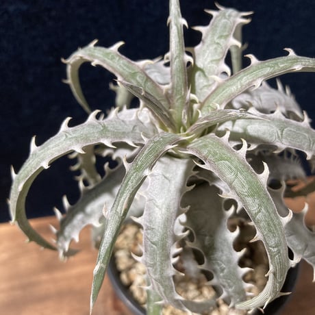 ディッキア ゴエリンギー タイプクローン　Dyckia goeringii Type Clone