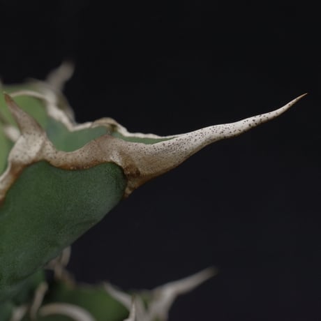 アガベ　チタノータ　Agave　titanota