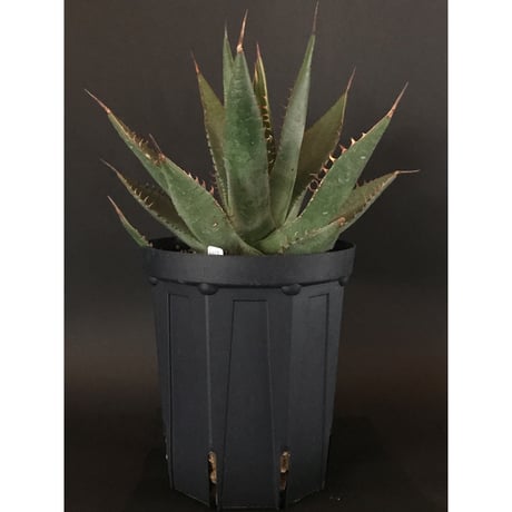 アガベ　シャウイ　Agave　shawii