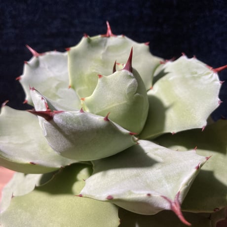 CATEGORY Agave | radical botanics アガベ オバティフォリア