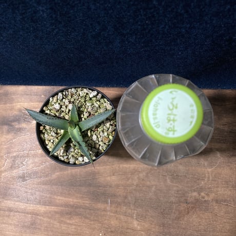 アガベ シャークスキン　Agave nigra “Shark Skin”