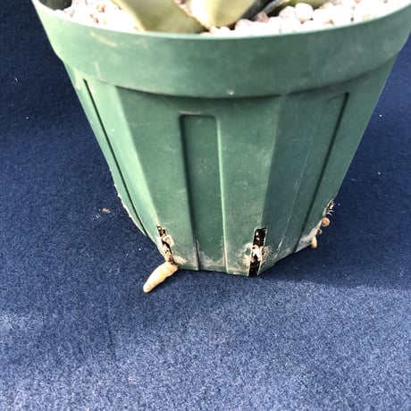 アガベ  リトルシャーク  　Agave macroacantha  ‘Little Shark’