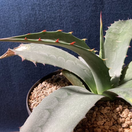 アガベ フェロックス “ギガンティア” 平尾氏輸入株　Agave salmiana v.ferox “Gigantia”　Mr.HIRAO