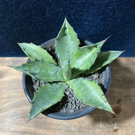 アガベ サルミアナ 墨中斑 “グリーンライトニング”   Agave salmiana “Green Lightning”
