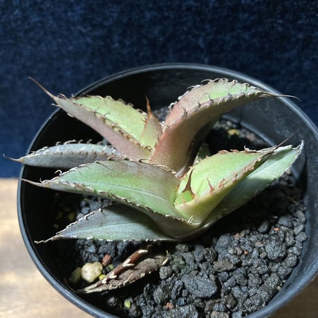 アガベ チタノータ 石化（いしか）　Agave titanota f.caespitosa  　分け株
