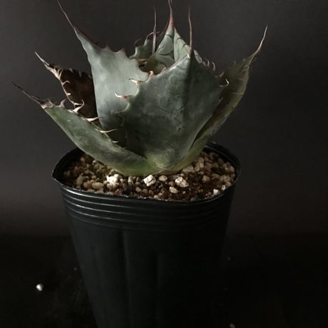 アガベ　❛ファイヤーボール❜　Agave  parrasana  ’Fire ball’