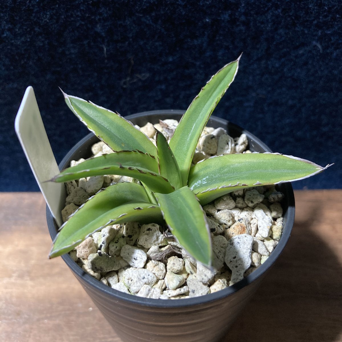 アガベ笹の雪超大株美苗プラスチック鉢付き発送