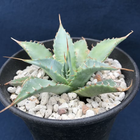 アガベ ミートクロウ  小株  parrasana ‘Meat  Clow’