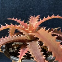 オルトフィツム ブリットルスター Orthophytum'Brittle Star'