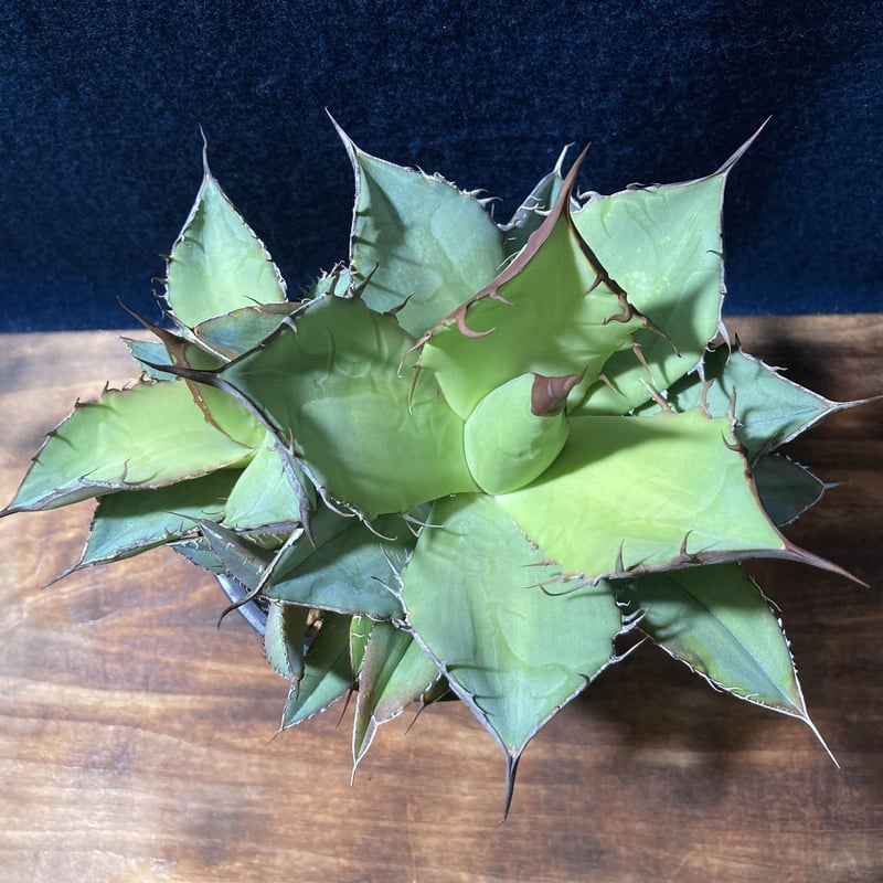 style_of_chika agave フィリグリー style_of_chika agave フィリグリー