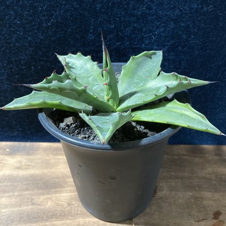 アガベ サルミアナ 墨中斑 “グリーンライトニング”   Agave salmiana “Green Lightning”