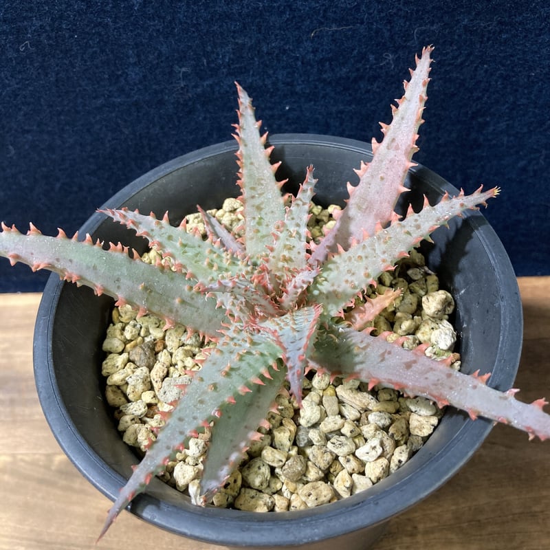 アロエ ワイリーカヨーテ Aloe 