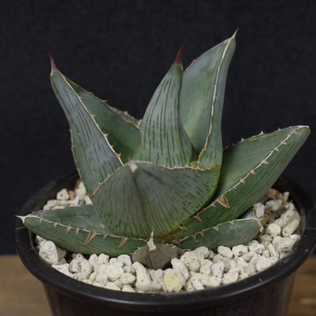 アガベ   プミラ　Agave  pumila