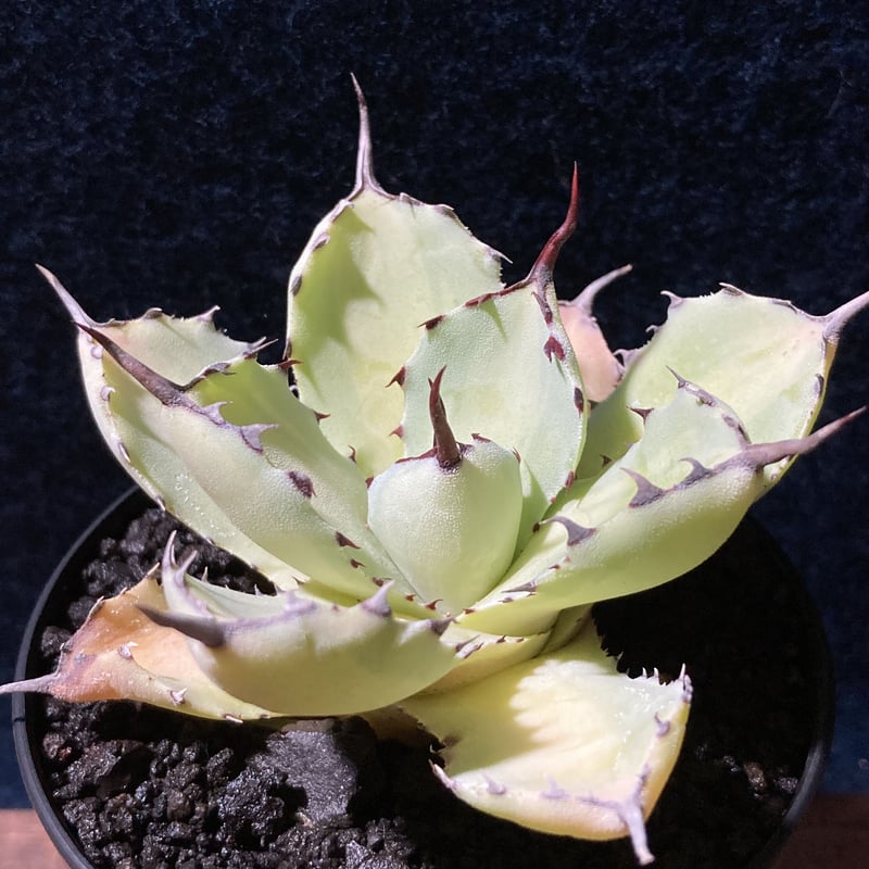 アガベ 吉祥冠錦 中斑 アガベ吉祥冠錦中斑