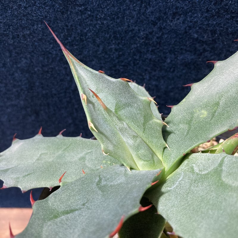 アガベ フェロックス “ギガンティア” 平尾氏輸入株 Agave salmiana v