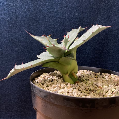 アガベ フェロックス “ギガンティア” 平尾氏輸入株　Agave salmiana v.ferox “Gigantia”　Mr.HIRAO