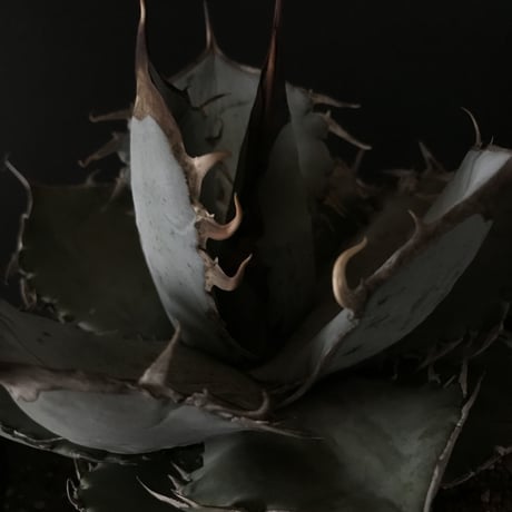 アガベ  チタノータ  Agave titanota    管理 #４
