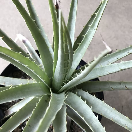 プヤ ベヌスタ  Puya venusta