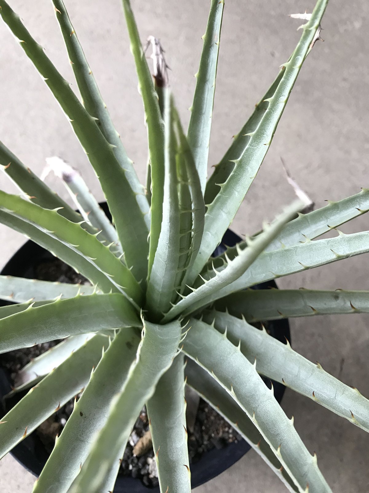 プヤ ベヌスタ A 5ヘッド プヤ ベヌスタ Puya venusta | radical botanics