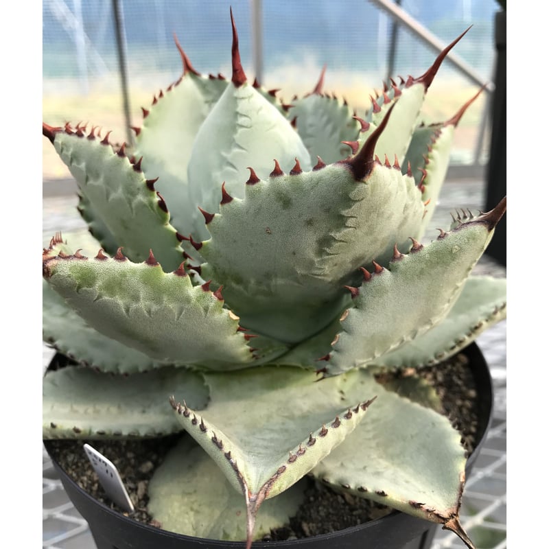 アガベ　ドラゴントゥース錦　ドラド アガベ】ドラド(ドラゴントゥース錦) | プラントウィズ