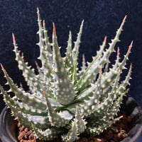 アロエ 児玉白磁盃　Aloe pratensis