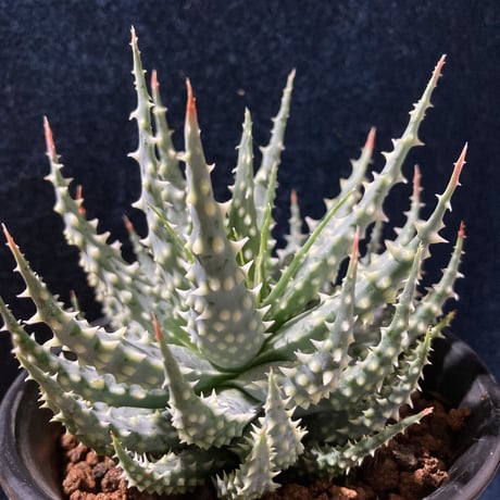 アロエ 児玉白磁盃　Aloe pratensis