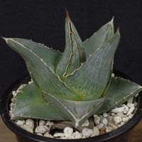 アガベ   プミラ　Agave  pumila