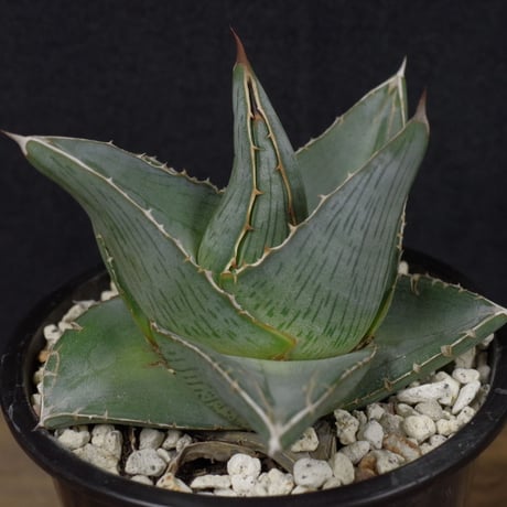 アガベ   プミラ　Agave  pumila