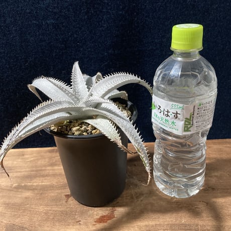 ディッキア マルニエラポストレイ　Dyckia ｍarnier-lapostollei
