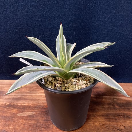 アガベ ベガスストリップ Agave sisalana “Vegas Strip”