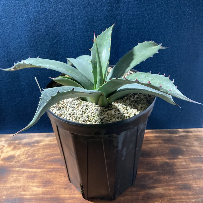 アガベサルミアーナフェロックス大株