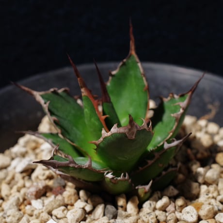 アガベ ギルベイ 極美株　Agave horrida ssp. gilbeyi