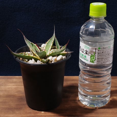 アガベ スカブラ ショート 覆輪　Agave scabra f.variegata 'Short Leaf'