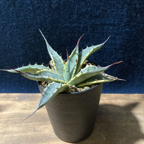 アガベ ザルケンシス錦 白黄覆輪　Agave scabra v.zarucensis f. aureo marginata