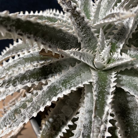 Dyckia Silver Shark　　【最終株】