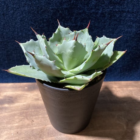 アガベ イストメンシス　Agave isthmensis