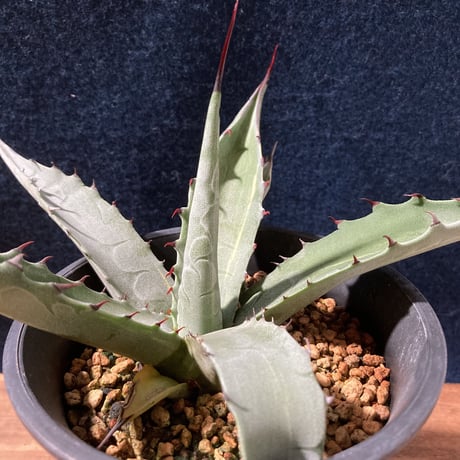 アガベ スカブラ錦 縞斑　Agave scabra f.striata