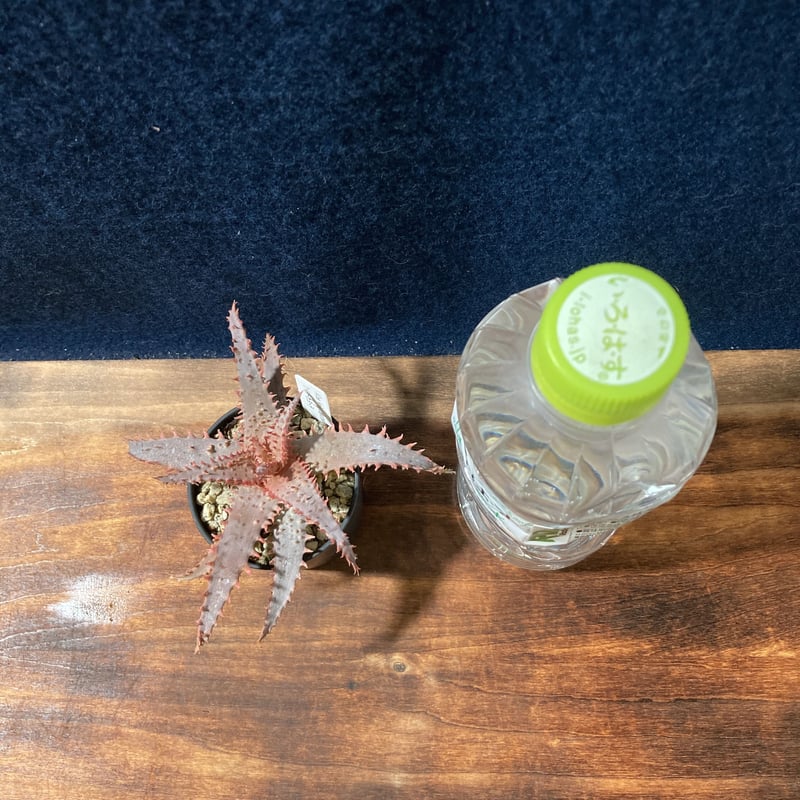 アロエ ワイリーカヨーテ Aloe 