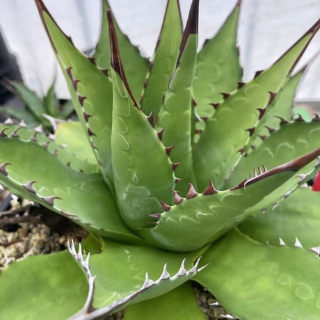 アガベ モンタナ 　Agave montana