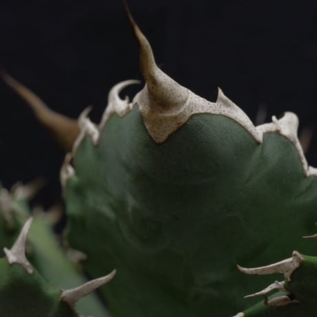 アガベ　チタノータ　Agave　titanota